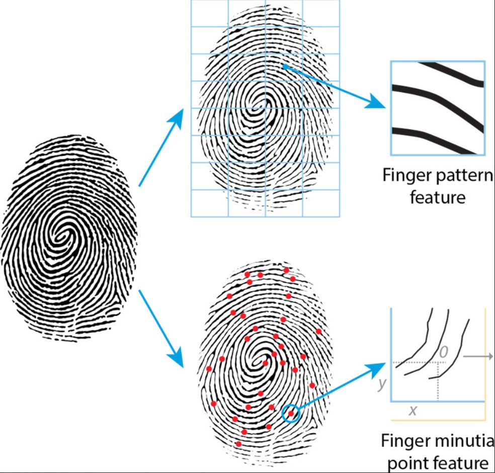 Sectionname ru настройки отпечатков профилей en fingerprints. Снятие отпечатков пальцев. Дактилоскопия криминалистика. Дактилоскопия пальцев. Дактилоскопия ладонь.